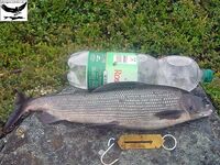 Швеция, заполярный хариус и короткий итог поездки