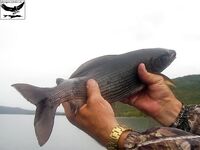 Швеция, заполярный хариус и короткий итог поездки