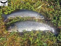 Швеция, заполярный хариус и короткий итог поездки