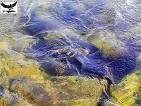 Швеция, заполярный хариус и короткий итог поездки