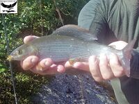 Швеция, заполярный хариус и короткий итог поездки