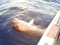 Алания - морская рыбалка и трофеи на фото