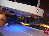 Алания - морская рыбалка и трофеи на фото