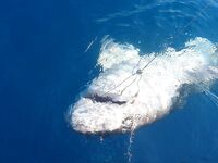 Алания - морская рыбалка и трофеи на фото