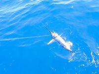 Алания - морская рыбалка и трофеи на фото