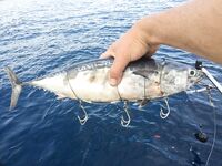 Алания морская рыбалка тунцы и амберджек