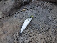 Алания река Алара и серф рыбалка у Raymar