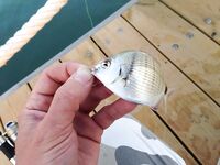 Вернулся в Аланию морская рыбалка не зашла фото без отчёта