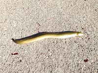 Вернулся в Аланию морская рыбалка не зашла фото без отчёта