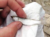 Вернулся в Аланию морская рыбалка не зашла фото без отчёта