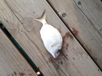 Вернулся в Аланию морская рыбалка не зашла фото без отчёта