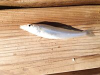 Вернулся в Аланию морская рыбалка не зашла фото без отчёта