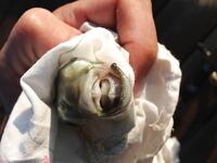 Вернулся в Аланию морская рыбалка не зашла фото без отчёта