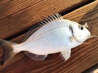 Вернулся в Аланию морская рыбалка не зашла фото без отчёта