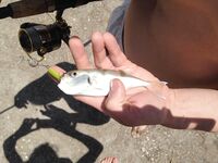 Вернулся в Аланию морская рыбалка не зашла фото без отчёта