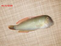 Вернулся в Аланию морская рыбалка не зашла фото без отчёта