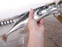 Текирова, дети и берег воблеры и курица