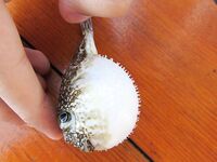 Мелкая фугу у берега в Алании отмечается