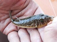 Мелкая фугу у берега в Алании отмечается