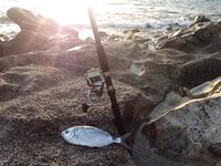 Алания - мелонур со дна на курицу