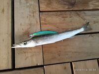 Алания: что за вид, турки забирают?