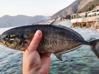 Алания: подскажите вид