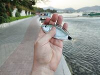 Алания: мелочь у берега