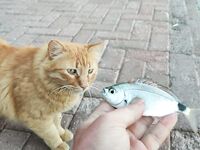 Алания: кэтсайз — короткая пометка