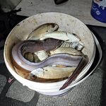 Мармарис: ночь 30-50 м, креветка и планктон