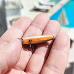 Алания: стая у берега держится