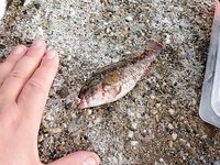 Алания: хлеб, ракушки и первый улов