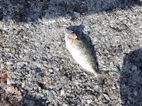 Алания: грудка не держится, ракушка спасла