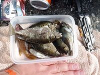 Алания: утро на копчёную курицу