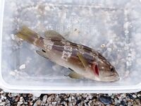 Алания: «грида», отпустил по требованию