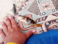 Авсаллар: недотянутый осьминог