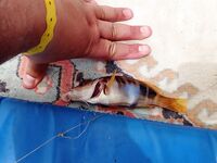 Авсаллар: недотянутый осьминог