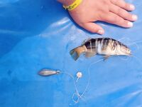 Авсаллар: недотянутый осьминог