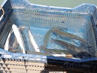 Аларахан: 15 форелей за 4.5 часа