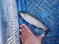 Аларахан: 15 форелей за 4.5 часа