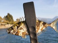 Алания: берём аккуратно, колючки везде