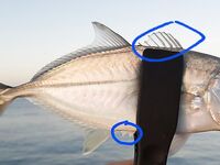 Алания: колючие сюрпризы и хват пинцетом