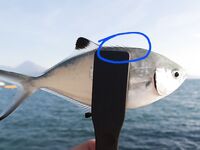 Алания: колючие сюрпризы и хват пинцетом