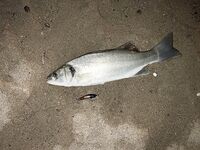 Белек: утренний джиг и редкие «вольера»