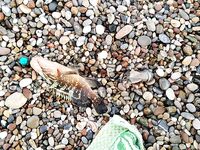 Алания: первая рыба на индейку