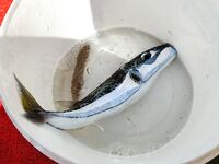 Алания: фугу по волне и снаряга под качку