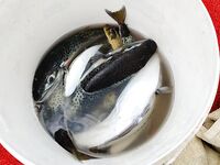 Алания: фугу по волне и снаряга под качку