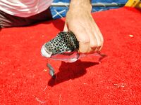 Алания: фугу по волне и снаряга под качку