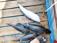 Алания: катер у берега, «баллоны» по 4–5