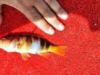 Алания: катер у берега, «баллоны» по 4–5