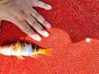 Алания: катер у берега, «баллоны» по 4–5